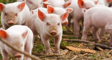 Jaká je normální teplota pro prasata?